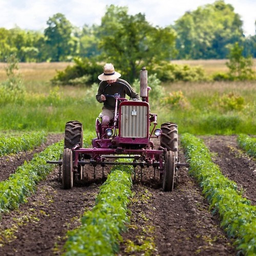 Ponad połowa produktów rolniczych jest wolna od pozostałości pestycydów